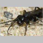 Anoplius concinnus - Wegwespe w01b 9mm OS-Hasbergen-Lehmhuegel - det.jpg